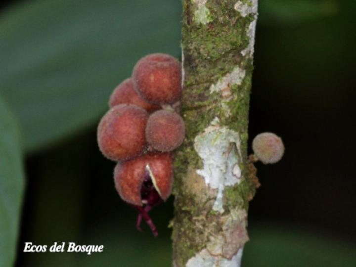 Herrania purpurea (Cacao de momo)