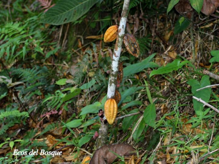 Herrania purpurea (Cacao de momo)