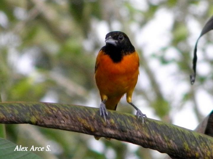 Icterus galbula (Cacique veranero)
