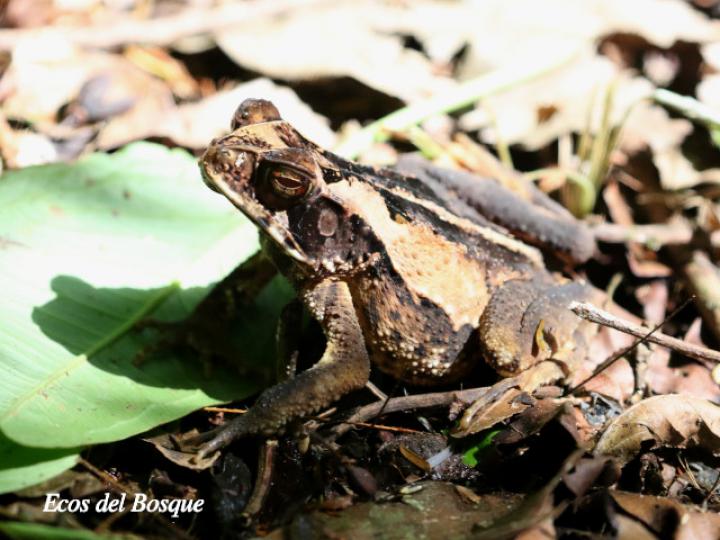 Incilius melanochlorus (Sapo de bosque húmedo)