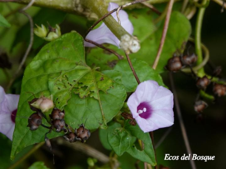 Ipomoea ramosissima (Churristate)