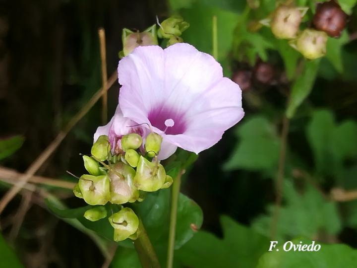 Ipomoea ramosissima (Churristate)