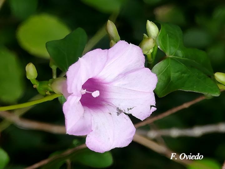 Ipomoea ramosissima (Churristate)