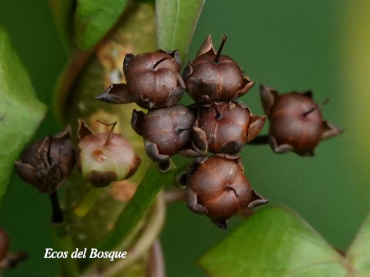 Ipomoea ramosissima (Churristate)