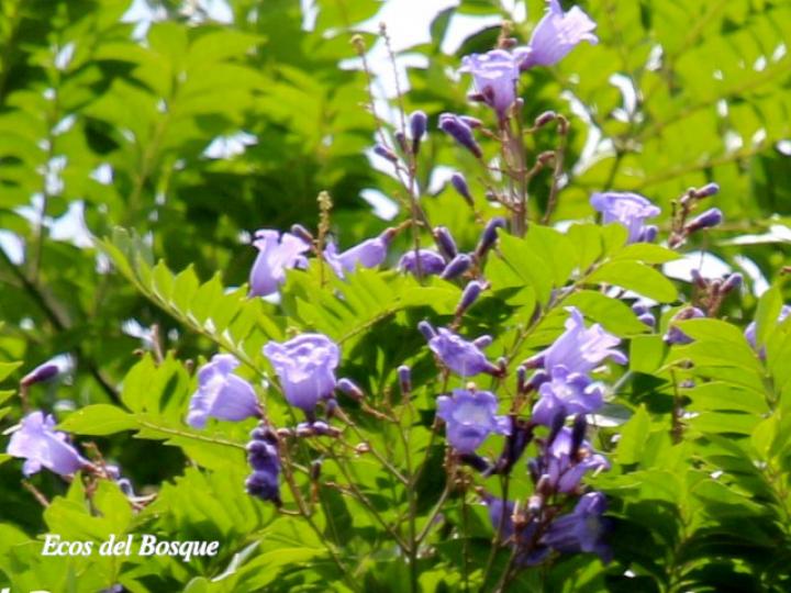 Jacaranda copaia (Gallinazo)