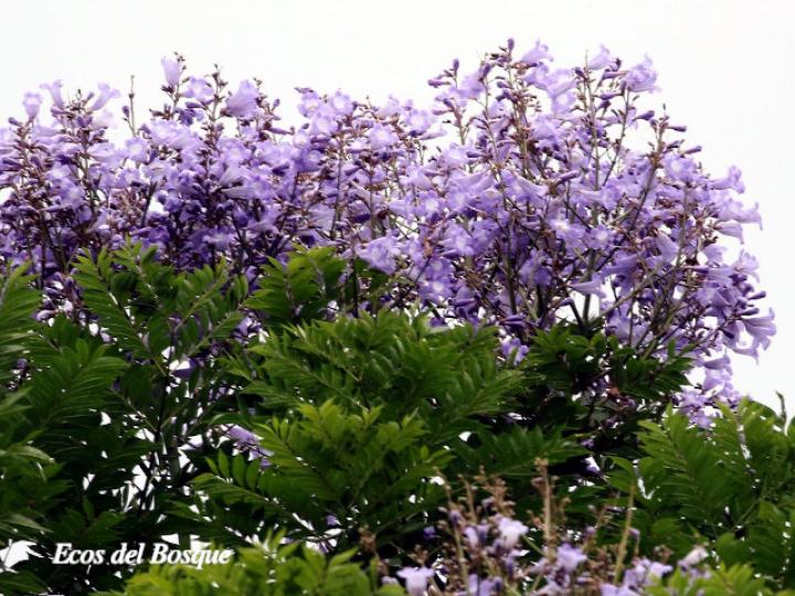 Jacaranda copaia (Gallinazo)