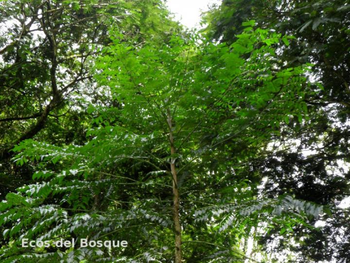 Jacaranda copaia (Gallinazo)
