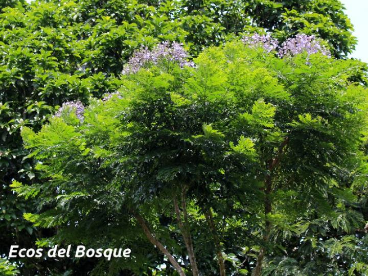 Jacaranda copaia (Gallinazo)