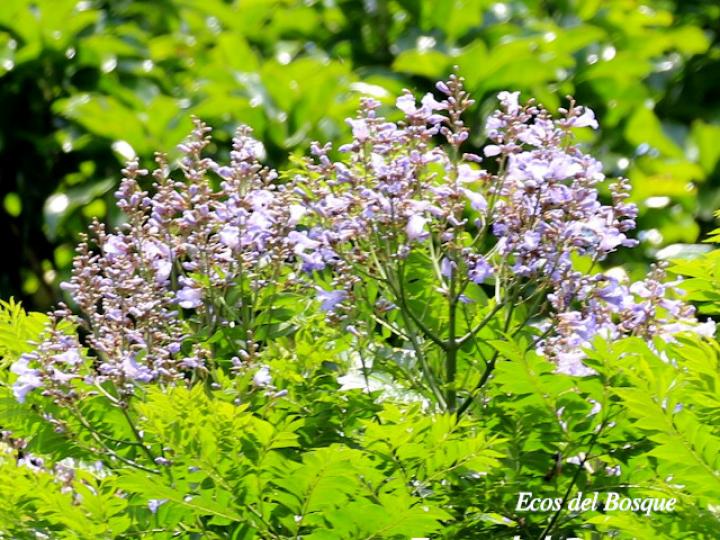 Jacaranda copaia (Gallinazo)