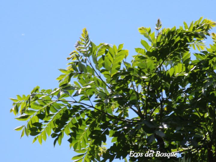 Jacaranda copaia (Gallinazo)