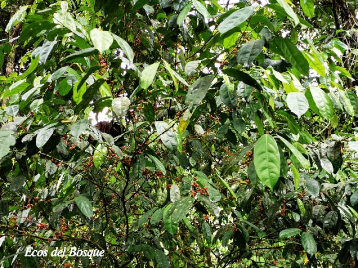 Lacistema aggregatum (Cafecillo, copalchi)