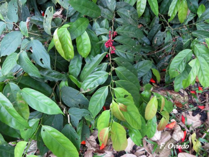 Lacistema aggregatum (Cafecillo, copalchi)