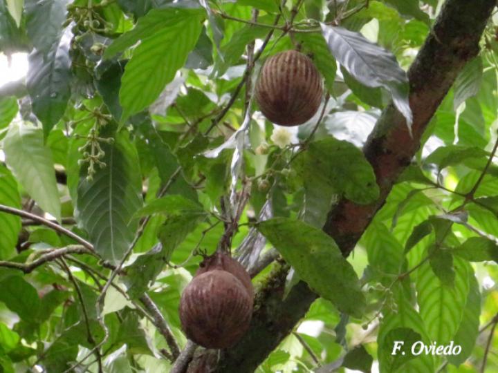 Lacunaria crenata