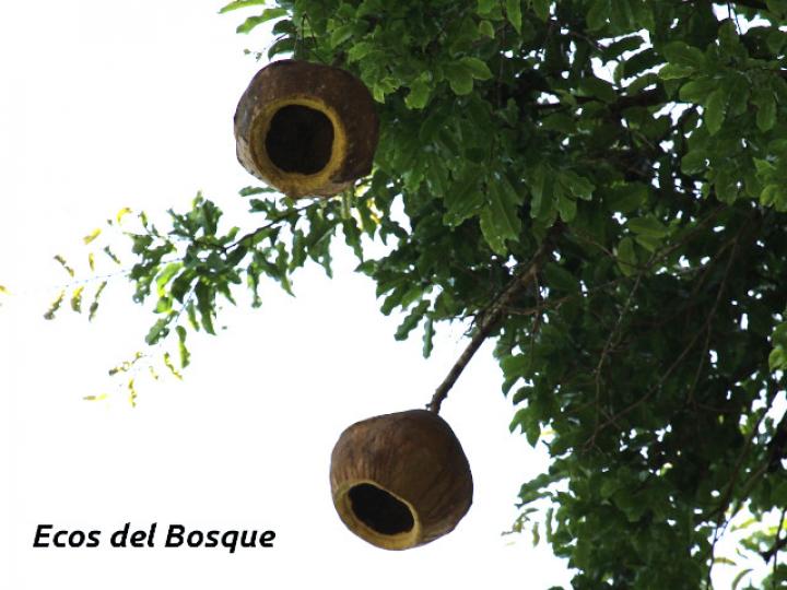 Lecythis ampla (Olla de mono, Jícaro)