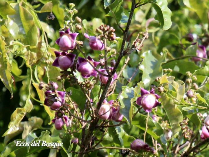 Lecythis ampla (Olla de mono, Jícaro)