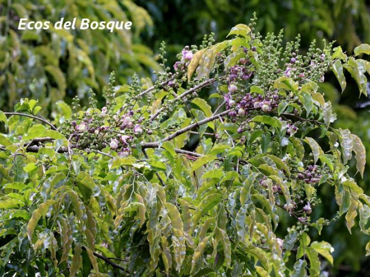 Lecythis ampla (Olla de mono, Jícaro)