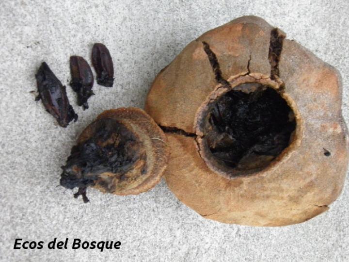 Lecythis ampla (Olla de mono, Jícaro)