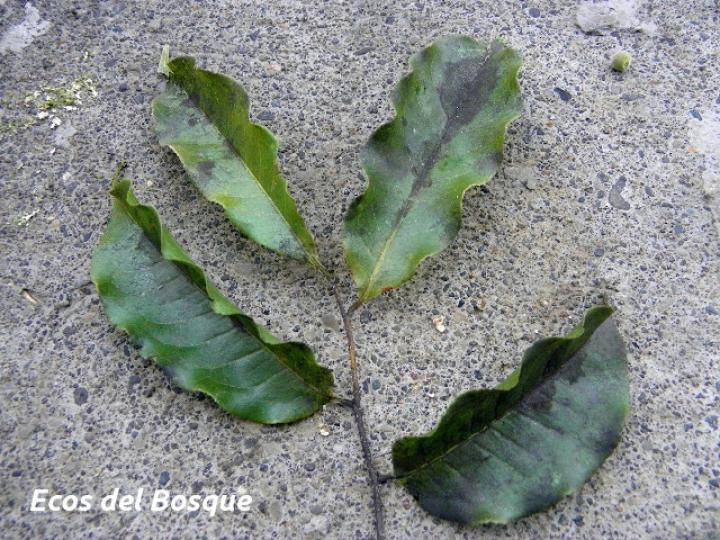 Lecythis ampla (Olla de mono, Jícaro)