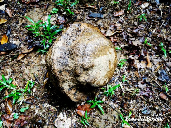 Lecythis ampla (Olla de mono, Jícaro)