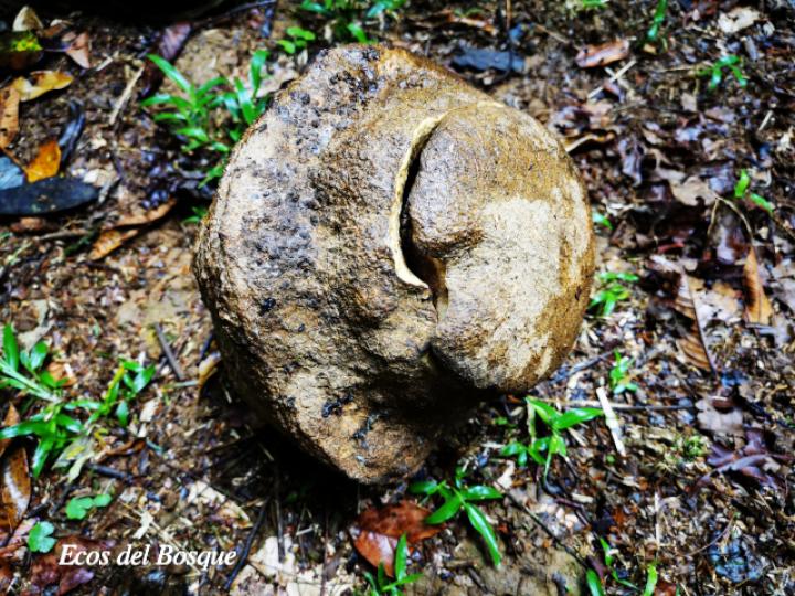 Lecythis ampla (Olla de mono, Jícaro)