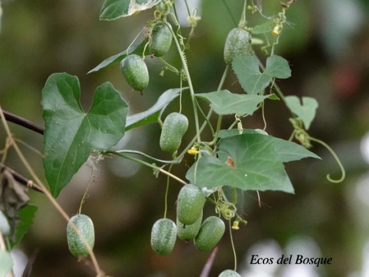 Melothria pendula (Chiverrillo)