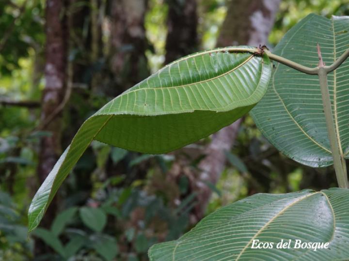 Cama de murciélagos en Miconia calvescens