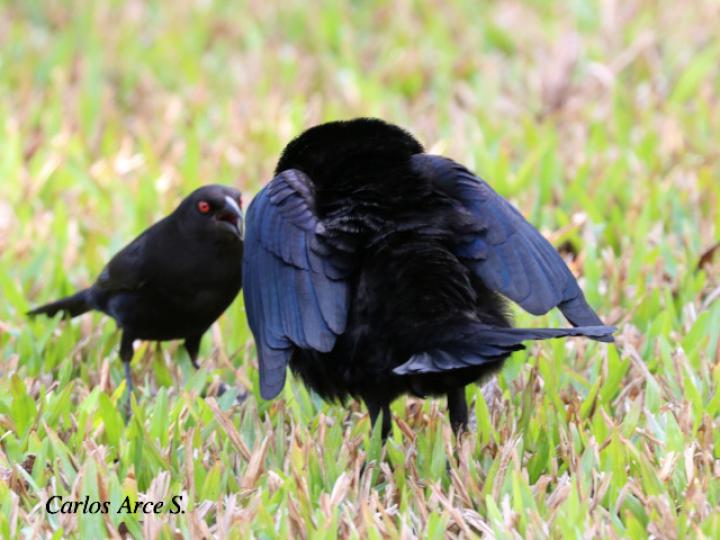 Molothrus aeneus (Vaquero ojirrojo)