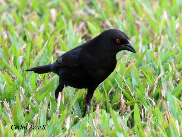 Molothrus aeneus (Vaquero ojirrojo)