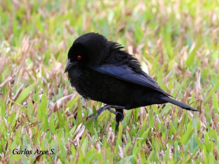 Molothrus aeneus (Vaquero ojirrojo)