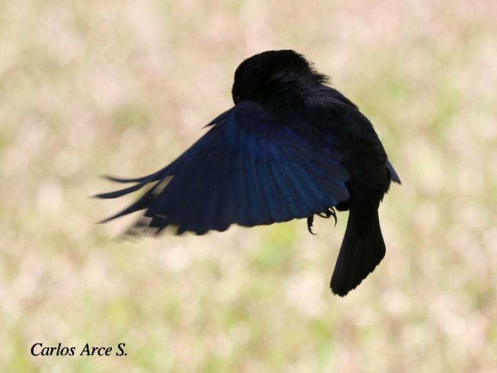 Molothrus aeneus (Vaquero ojirrojo)