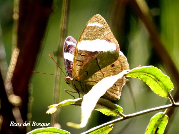 Nessaea aglaura aglaura (Nessaea norteña)