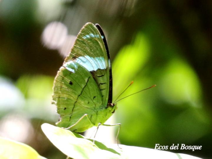 Nessaea aglaura aglaura (Nessaea norteña)