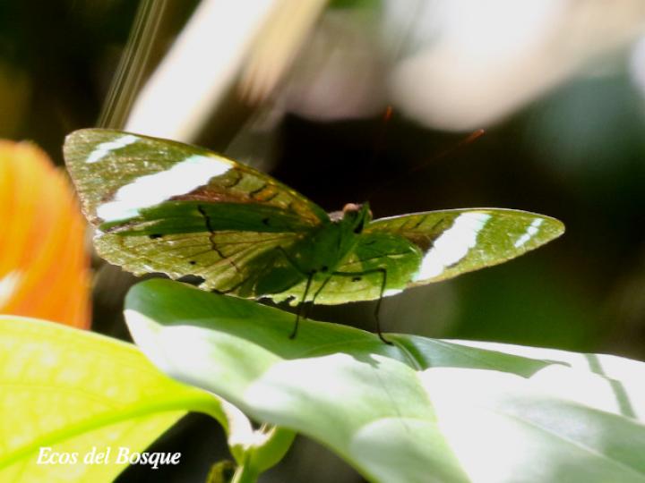 Nessaea aglaura aglaura (Nessaea norteña)