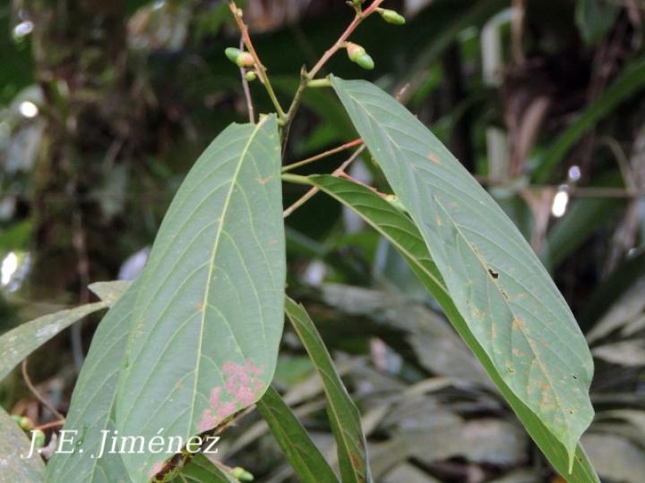Ocotea atirrensis