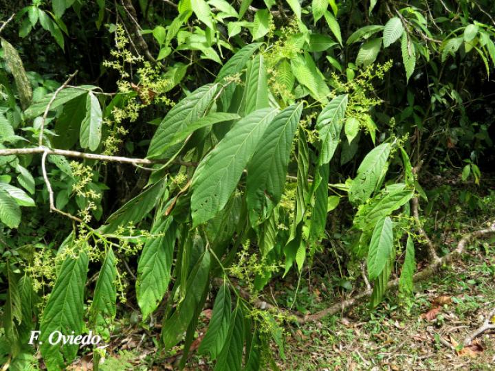 Ocotea atirrensis