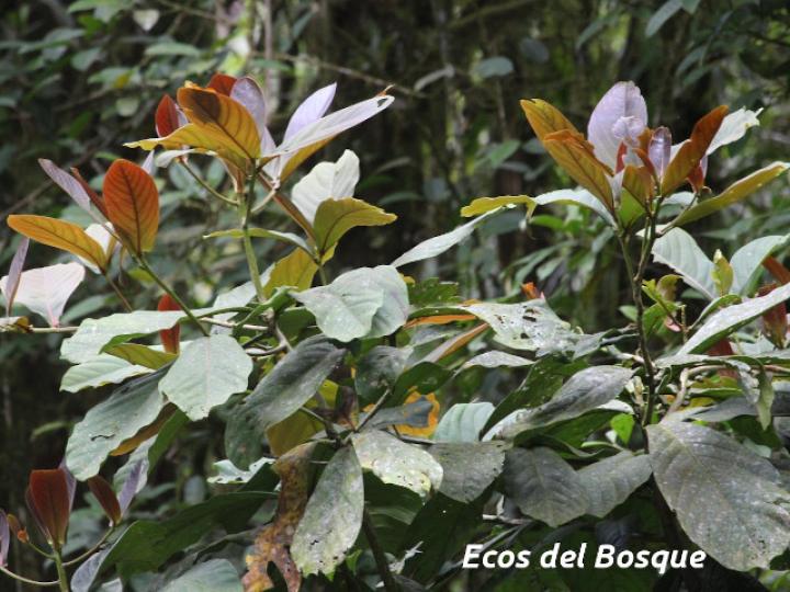 Ocotea endresiana
