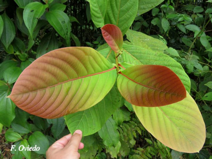 Ocotea endresiana