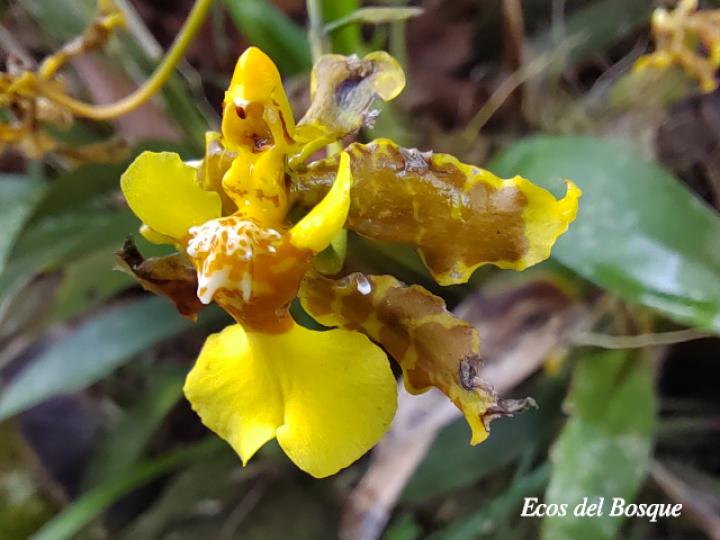 Oncidium stenotis (Lluvia de oro)