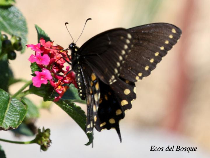 Papilio polyxenes stabilis (Cola de golondrina negra centroamericana)