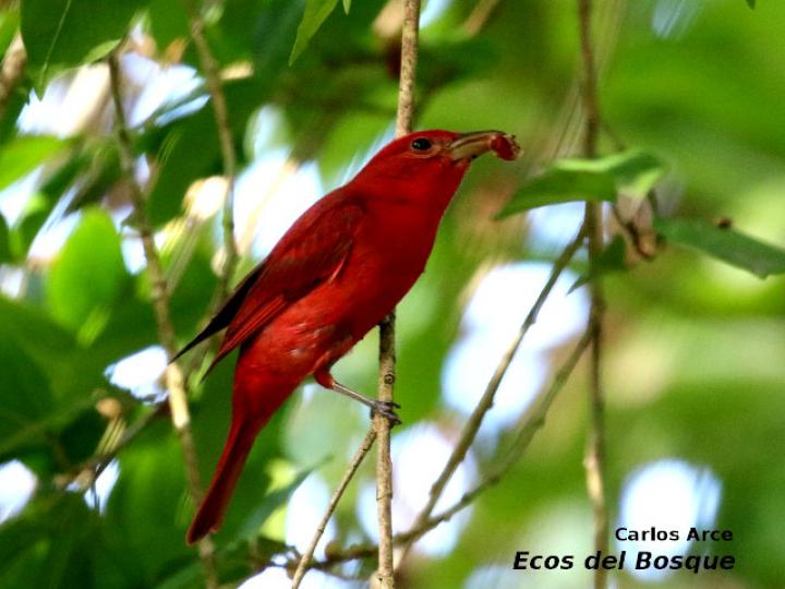 Piranga rubra en Ficus colubrinae