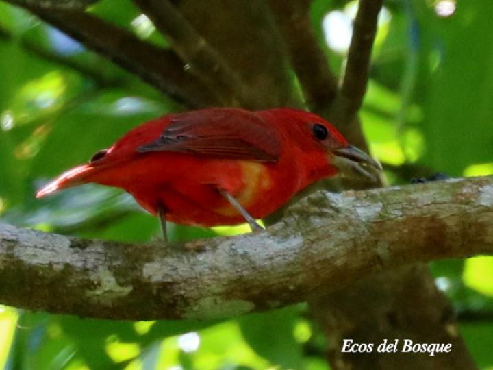 Piranga rubra comiendo fruto de aceituno