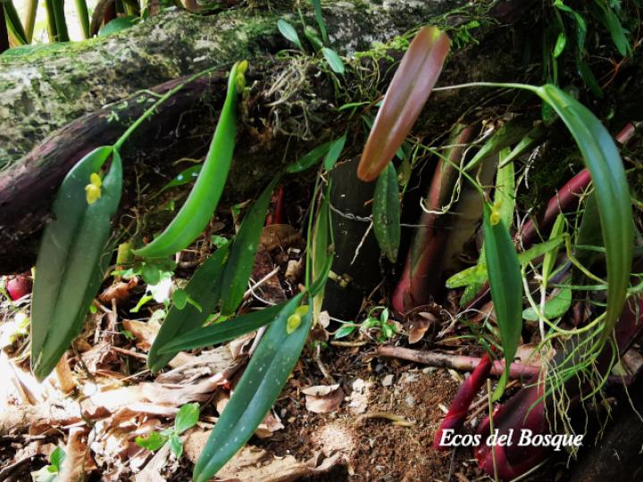 Pleurothallis discoidea