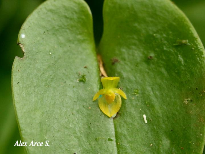 Pleurothallis phyllocardioides