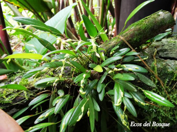 Pleurothallis priunosa