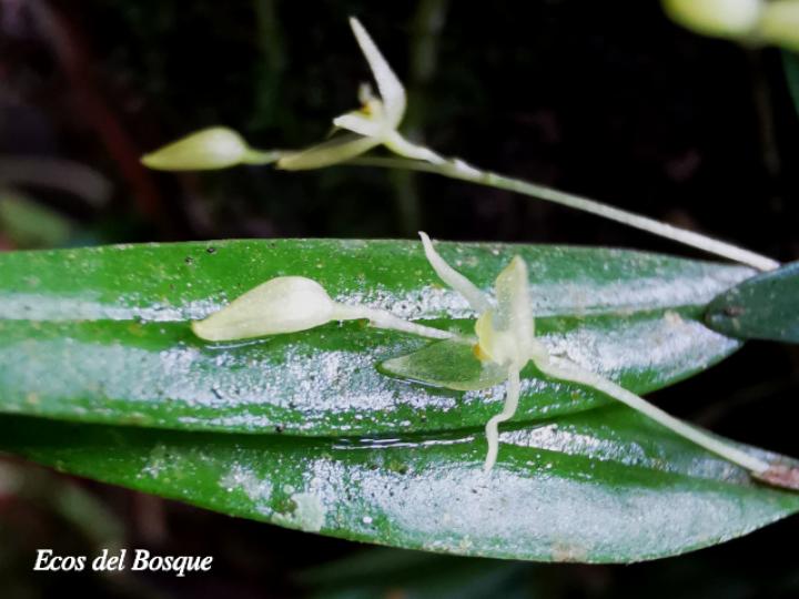 Pleurothallis priunosa