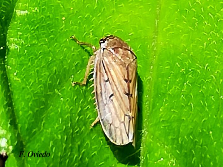 Polana obtusa