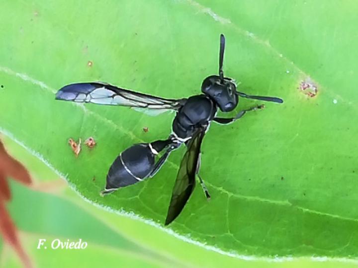 Polybia plebeja (Avispa melífera de cinturón blanco)