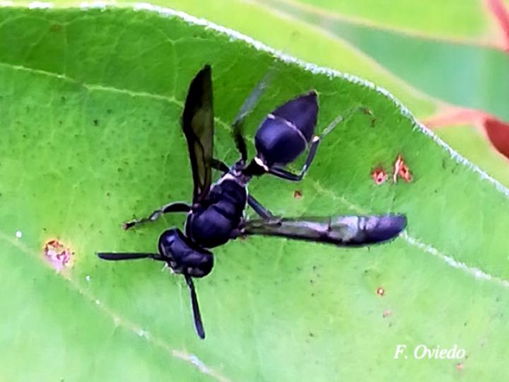 Polybia plebeja (Avispa melífera de cinturón blanco)