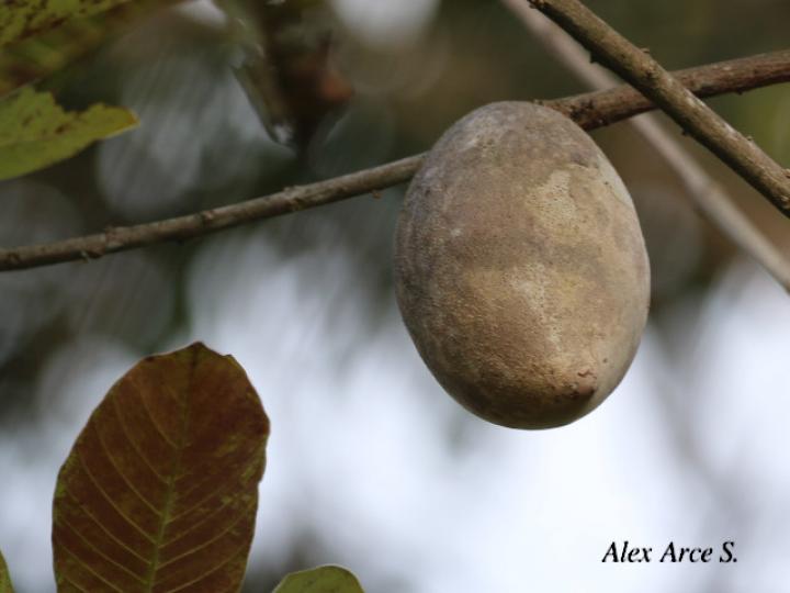 Pouteria sapota (Zapote)