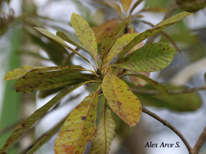 Pouteria sapota (Zapote)